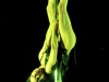 STRIPTEASE